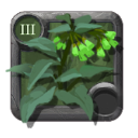 Brightleaf Comfrey ×3