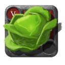 Cabbage